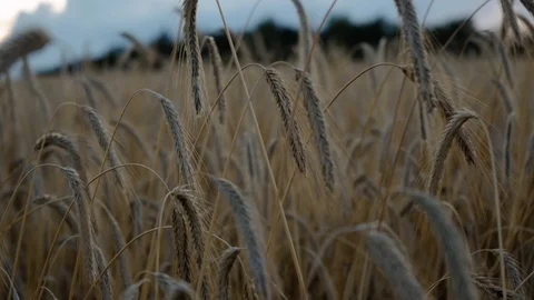 Blue Skies Wheat Fields Stock Footage 113154334