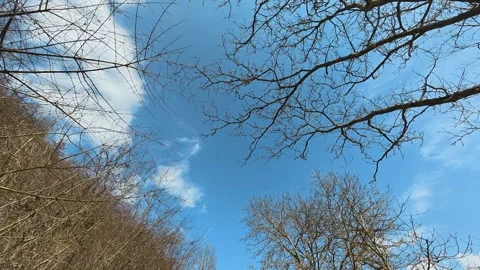 Blue sky above bare tree branches. Mount Rtanj Area, Serbia Видео 331279026