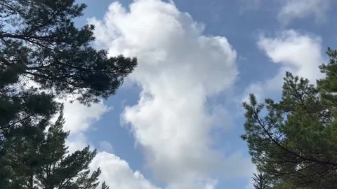 On the blue sky above the trees, the wind drives fluffy soft clouds Stock Footage 239967692