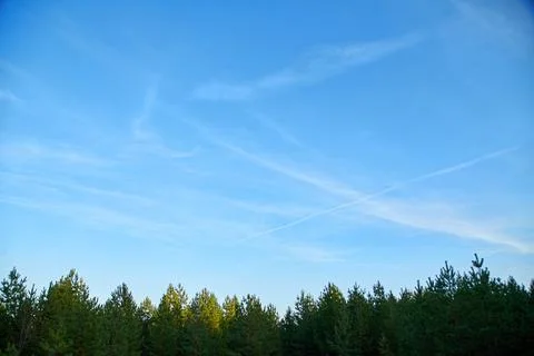 Blue sky against the backdrop of a pine forest. Natural background. Stock Photos