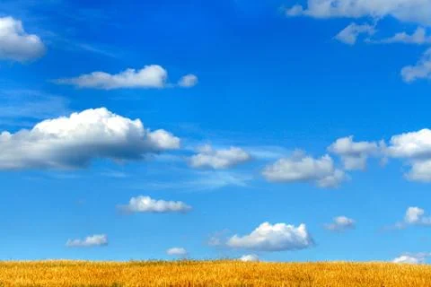 The blue sky is almost without clouds and golden wheat. The symbol of freedom Stock Photos