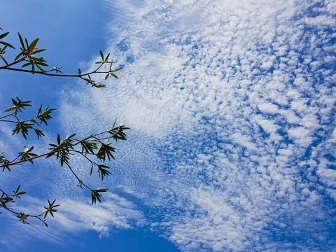 Blue Sky with Altocumulus Cloud Pattern and Tree Branch Silhouette Natural Foto stock
