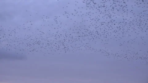 Murmuration Stock Footage ~ Royalty Free Stock Videos 