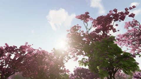 Blue sky and bloomed jacaranda pink trees, 4K Video stock 176763577