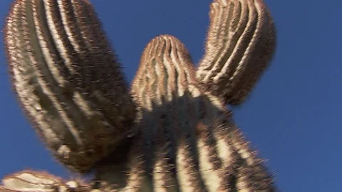 Blue sky and Cactus. low angle pan left Stock Footage 102520906