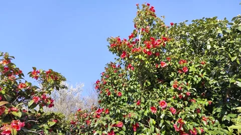 Blue sky and camellia flowers swaying in the wind, panning Stock Footage 323575053