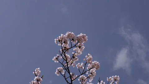 Blue sky and cherry blossoms Stock Footage 145384729