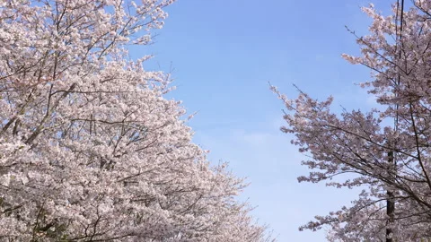 Blue sky and Cherry blossoms in full bloom Stock Footage 162705669