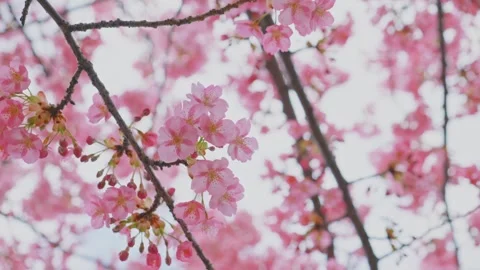 Blue sky and cherry blossoms, beautiful spring scenery Stock Footage 305647572