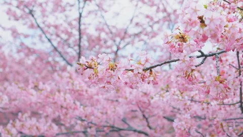 Blue sky and cherry blossoms, beautiful spring scenery Stock Footage 305647793