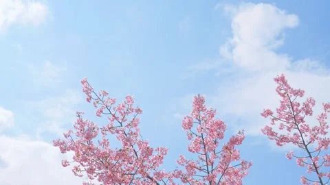 Blue sky and cherry blossoms, beautiful spring scenery Stock Footage 305651076
