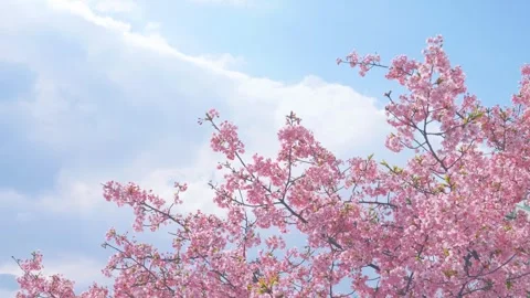 Blue sky and cherry blossoms, beautiful spring scenery Stock Footage 305652603