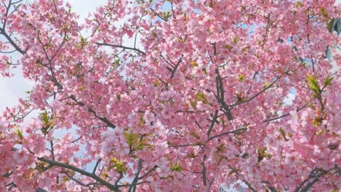 Blue sky and cherry blossoms, beautiful spring scenery Stock Footage 305652811