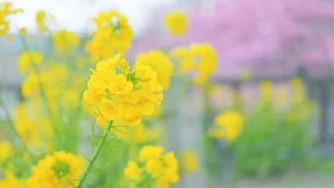 Blue sky and cherry blossoms, beautiful spring scenery Stock Footage 305653041