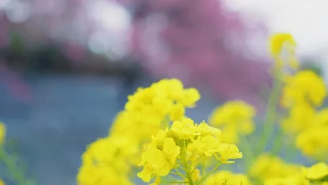 Blue sky and cherry blossoms, beautiful spring scenery Stock Footage 305653081