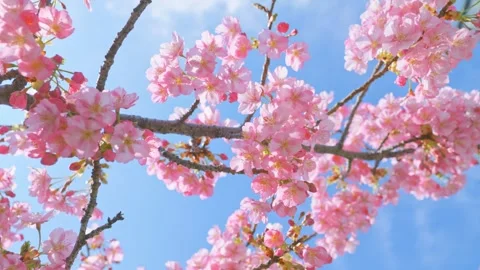 Blue sky and cherry blossoms, beautiful spring scenery Stock Footage 305653744