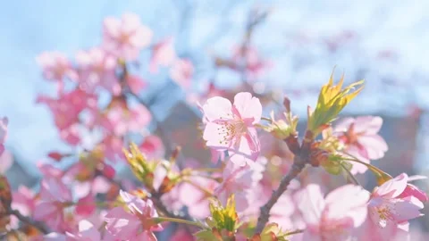 Blue sky and cherry blossoms, beautiful spring scenery Stock Footage 305655233
