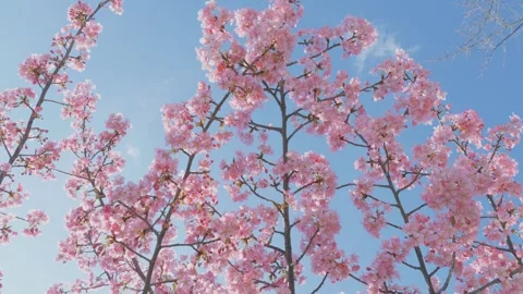 Blue sky and cherry blossoms, beautiful spring scenery Stock Footage 305656018