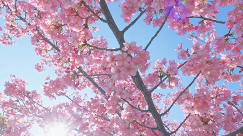 Blue sky and cherry blossoms, beautiful spring scenery Stock Footage 305656721