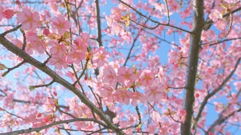 Blue sky and cherry blossoms, beautiful spring scenery Stock Footage 305657214