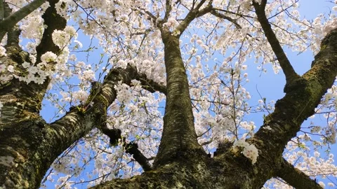 Blue sky and cherry blossoms in full bloom, Tohoku Japan Stock-Footage 323575102