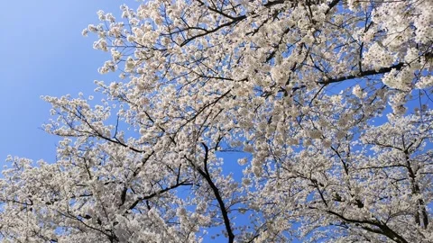 Blue sky and cherry blossoms in full bloom Stock Footage 323575103