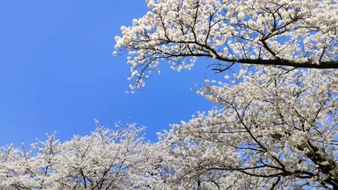 Blue sky and cherry blossoms in full bloom, Tohoku Japan Stock Footage 324598960