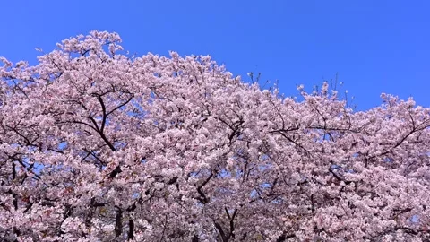 Blue Sky and Cherry Blossoms Stockbeeldmateriaal 330677605