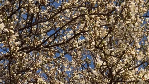 Blue sky and cherry tree branches with white flowers Stock Footage 322940643