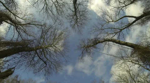 Blue sky and clouds are over the trees. Stock Footage 46720408