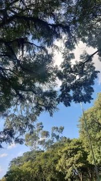 Blue sky and clouds between the trees Stock Photos