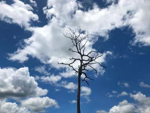 Blue sky and clouds with dead trees and empty branches Stock-Fotos