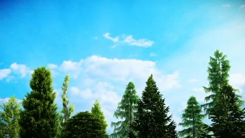 Blue Sky and Clouds with Different Types of Pine Trees 3D Animation Stock Footage 296148077