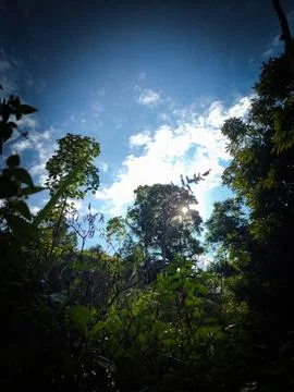 Blue sky and clouds with trees in the background Stock Photos