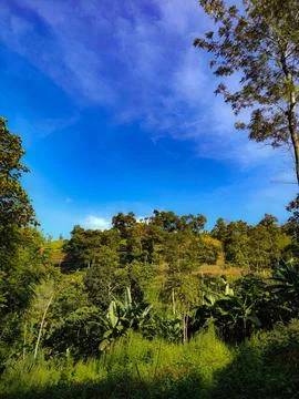 Blue sky and clouds with trees in the background Stock Photos