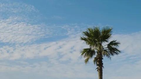 Blue sky and clouds A tropical tree is visible. Jeju island, south Korea. Stock Footage 117693972