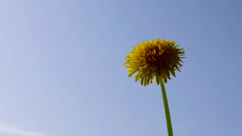 Blue sky and dandelion Stock Footage 238489436