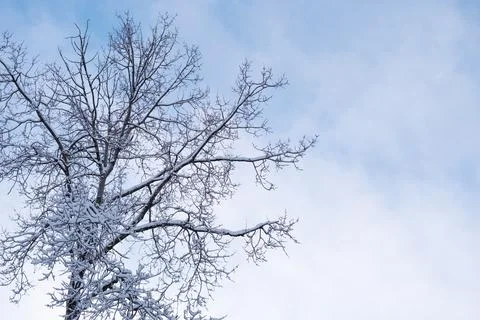 Blue sky and deciduous tree top covered by snow. Winter minimal landscape. Stock Photos