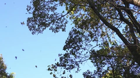 Blue sky and fallen leaves dancing in the wind Stock Footage 273774549