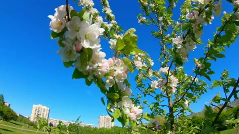 Blue sky and flowering tree on a nice twig day Stock Footage 163844439