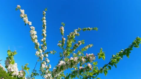 Blue sky and flowering tree on a nice twig day Stock Footage 163844478