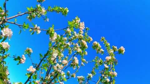 Blue sky and flowering tree on a nice twig day Stock Footage 163844519
