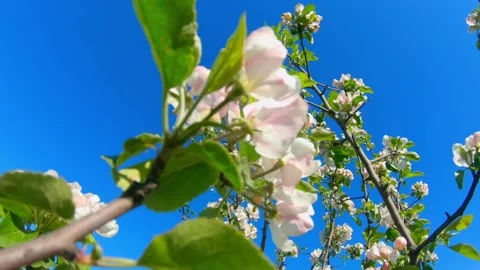 Blue sky and flowering tree on a nice twig day Stock Footage 163844758