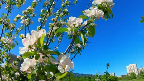 Blue sky and flowering tree on a nice twig day Stock Footage 163844811