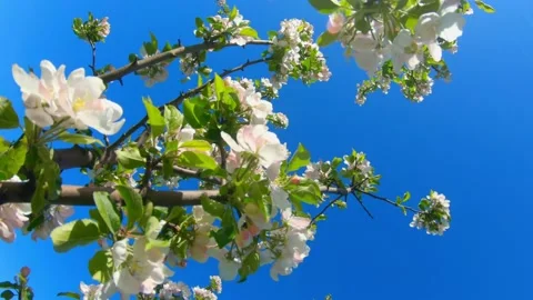 Blue sky and flowering tree on a nice twig day Stock Footage 163844892