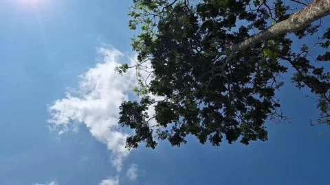 Blue sky and fluffy clouds peeking through tree branches Stock Footage 337050910