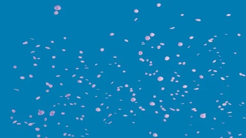 Blue sky and flurry of cherry blossoms slow motion Stock Footage 112615895