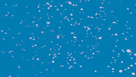 Blue sky and flurry of cherry blossoms slow motion Video stock 112616411