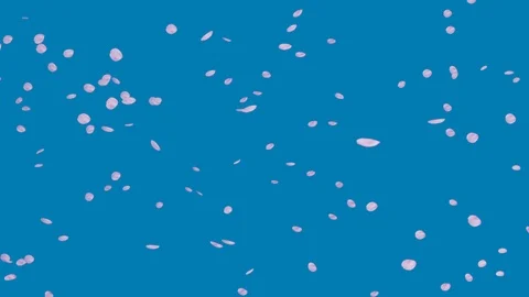 Blue sky and flurry of cherry blossoms slow motion Video stock 112617439