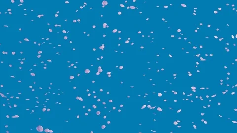 Blue sky and flurry of cherry blossoms slow motion Video stock 112617851